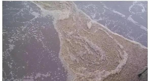 反硝化泡沫 反硝化泡沫